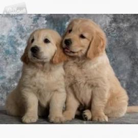 Golden Retriever Welpen WhatsApp nummer