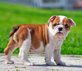 Englisch Bulldogge Welpen mit adorable C