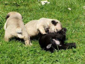 Mini Mops babys Schwarz Und Beige 165eur