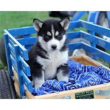 Gesunde Siberian Husky Welpen zur Verf�g