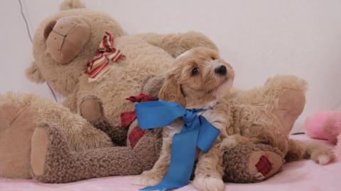Wir haben einen sch�nen goldenen Doodle-