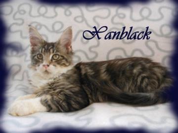 Maine Coon Kitten mit Staumbaum
