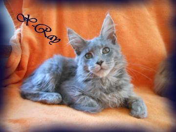 Maine Coon Kitten mit Staumbaum
