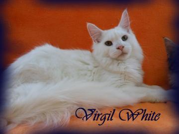 Maine Coon Kitten mit Staumbaum