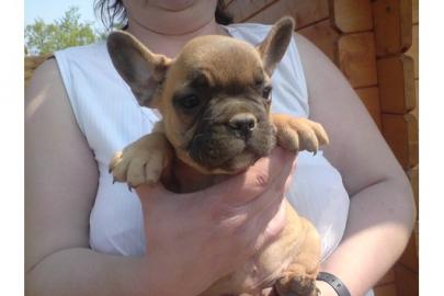 Franz. Bulldoggen Welpen choco linie