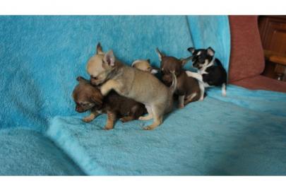 S��e Wundersch�ne Reinrassige Mini Chihu