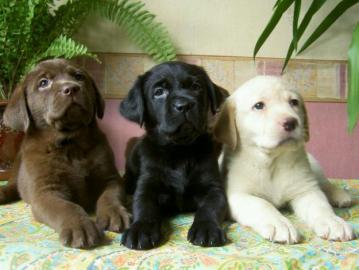 Labradorwelpen  mit Papieren