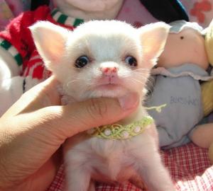 Chihuahua Welpen g�nstig zu verkaufen!