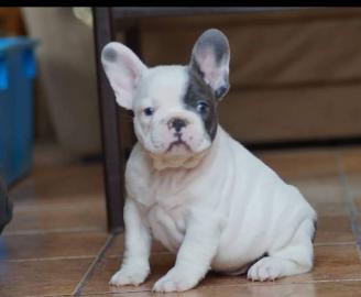 Top Qualit?t Franz?sischer Bulldoggen we