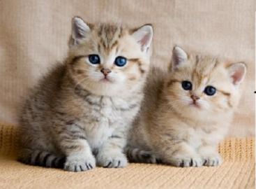 Whiskas BKH Kitten in silver tabby m.  Pa