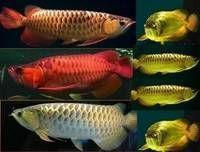Arowana-Fische verschiedener Arten