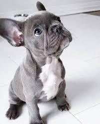 Wundersch?ne franz?sische Bulldoggenwelp