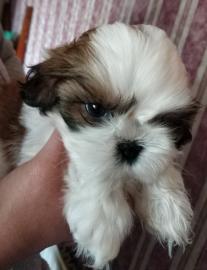 Shih Tzu welpen whatsapp nummer +4368110