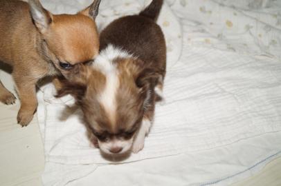 S��e,Reinrassige Chihuahuawelpen (Langha