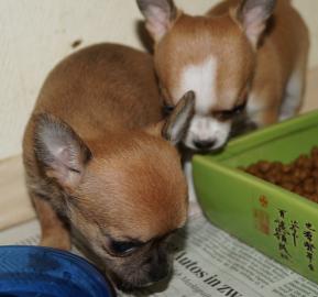 S��e,Reinrassige Chihuahuawelpen (Langha