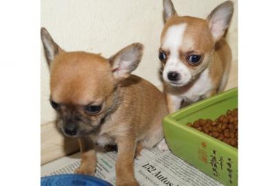 S��e,Reinrassige Chihuahuawelpen (Langha