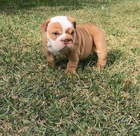 Gesunde englische Bulldoggenwelpen