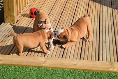 Gesunde englische Bulldoggenwelpen