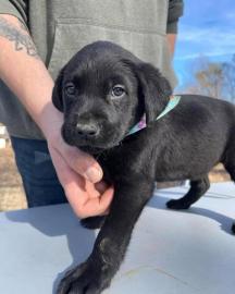 Wundersch�ne Labrador-Welpen suchen ein