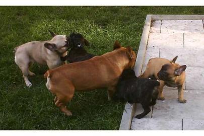 Franz. Bulldoggen choco Welpen