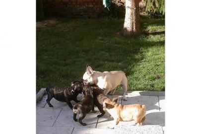 Franz. Bulldoggen choco Welpen