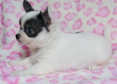 Chihuahua Welpen suchen ihr neues Zuhaus