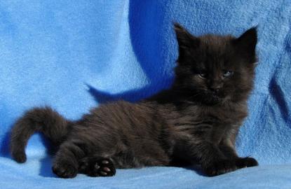 Maine-Coon K�tzchen bereit f�r ihre f�r