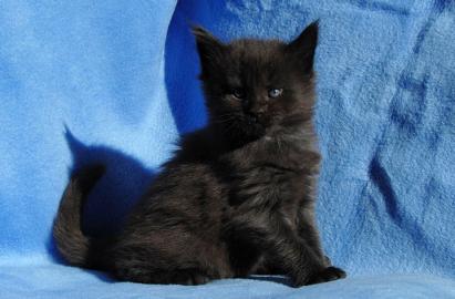 Maine-Coon K�tzchen bereit f�r ihre f�r