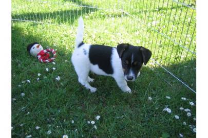 Bildsch�ner Jack Russell Terrier Welpen