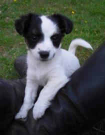 Bildsch�ner Jack Russell Terrier Welpen