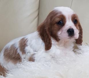 Cavalier King Charles Welpen