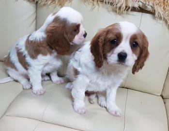 Cavalier King Charles Welpen