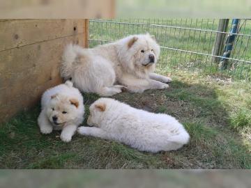 CHOW-CHOW-WELPEN MIT PAPIEREN   Chow-ch