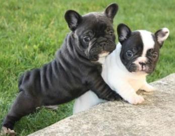 Franz�sische Bulldoggen Welpen abgabeber