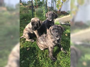 Wundersch�ne Cane Corso Welpen