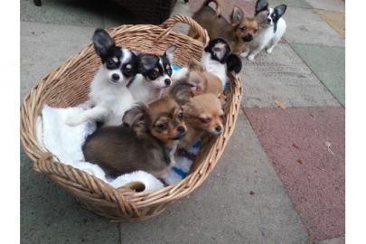 Chihuahua Welpen