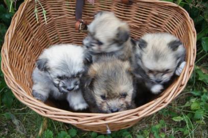 Zwergspitz Pomeranian Welpen mit Papiere