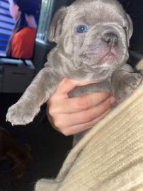 Franz?sische Bulldog Welpen
