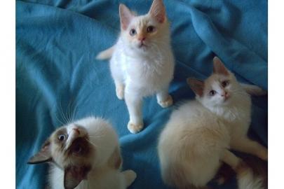 Ragdoll K�tzchen f�r X-mas Geschenk