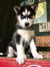 S?sse Siberian Husky Welpen