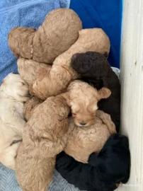 Miniatur-Labradoodle-Welpen