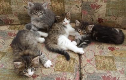 Reinrassige Norwegische Waldk�tzchen