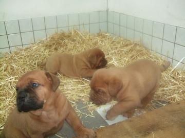 Bordeaux Doggen Welpen