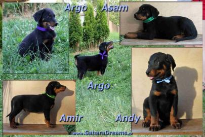 Beauceron Welpen mit Stammbaum
