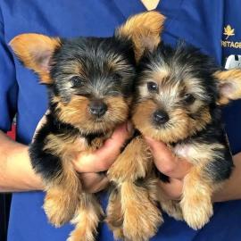 Liebevolle Yorkshire Terrier Welpen