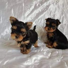Yorkie Yorkshire Terrier Welpen whatsapp