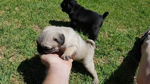 Perfekte Reinrassige Mops Welpen 10 Woch