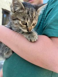 Babykatzen