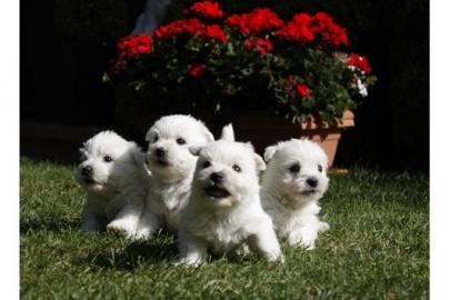 West Highland White Terrier