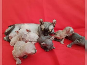 Reinrassigen Sphynx Elf K�tzchen